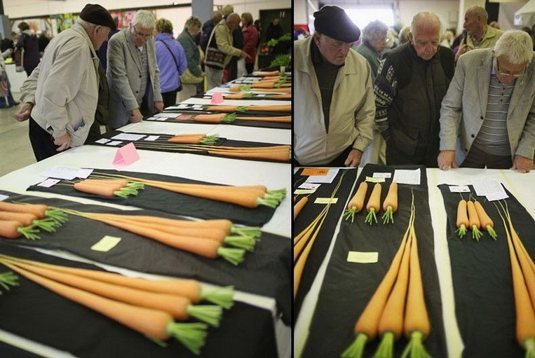 Эти выставочные морковки также вызывают уважение своими размерами