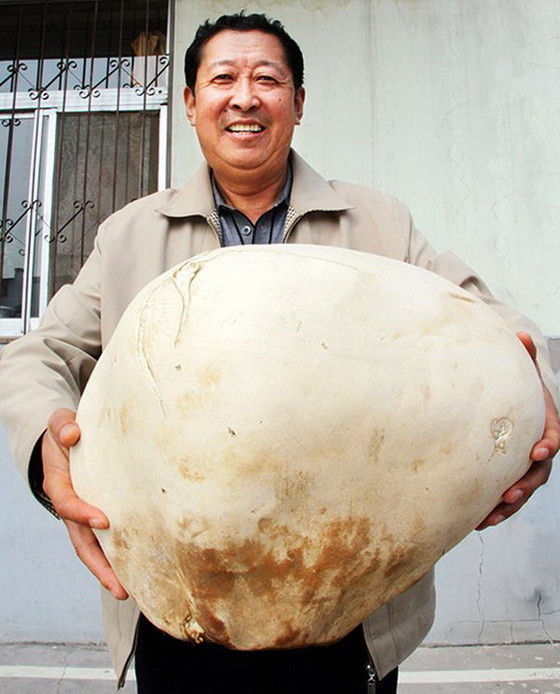 Янь Хуа из китайского города Юйлинь стал обладателем гриба весом 4.5 кг.