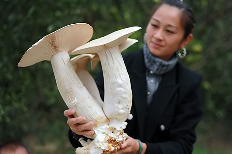 Этот гриб также поражает воображение. Рон Гиллинг из провинции Гуанси вырастила этих гигантов.