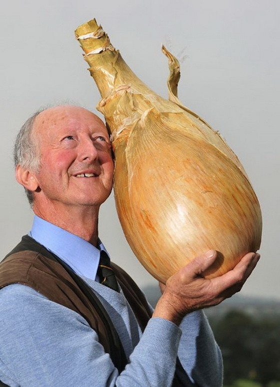 Овощевод Питер Глейзбрук держит луковицу, вес которой достигает 8 кг