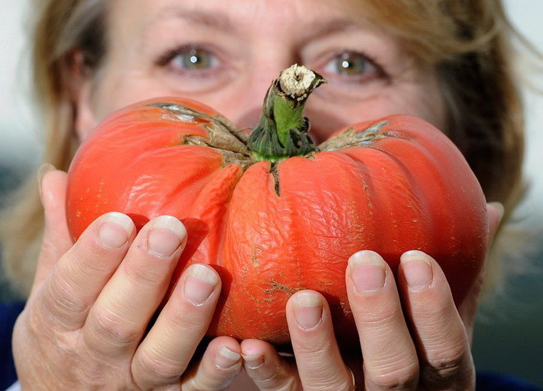 На этом снимке одна из участниц ярмарки по сбору урожая в Йоркшире показывает томат-гигант, получивший приз благодаря своим размерам