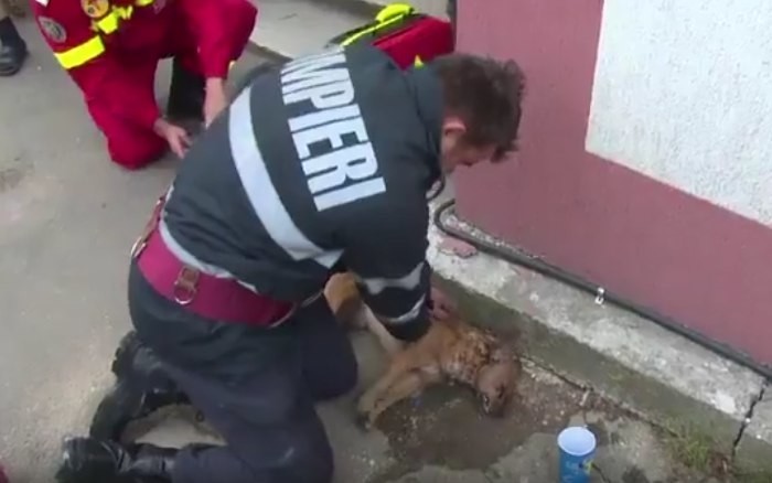 Пожарный из Румынии прославился, сделав искусственное дыхание собаке