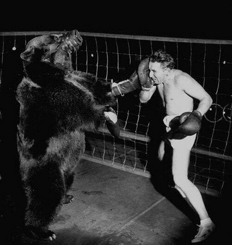 Боксерский поединок между американским боксёром Гусом Вальдорфом и настоящим медведем, март 1949 год