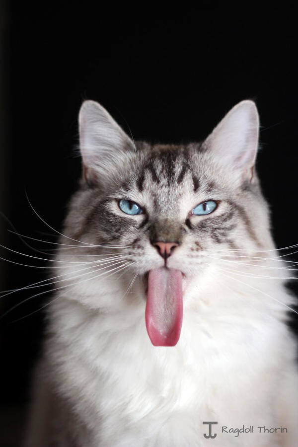 Кот с потрясающими глазами и невероятно длинным языком 