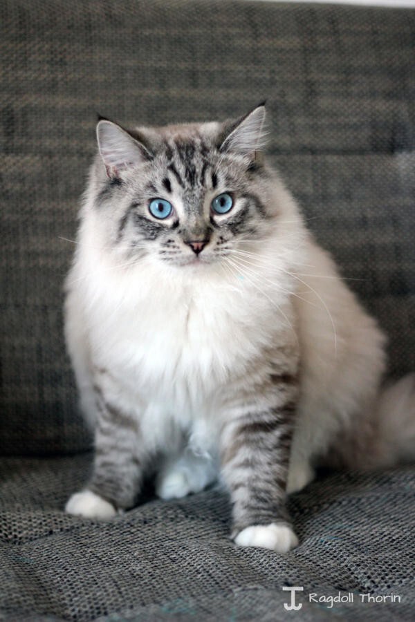 Кот с потрясающими глазами и невероятно длинным языком 