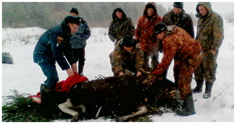 Добрые люди спасли молодую лосиху, провалившуюся под лед