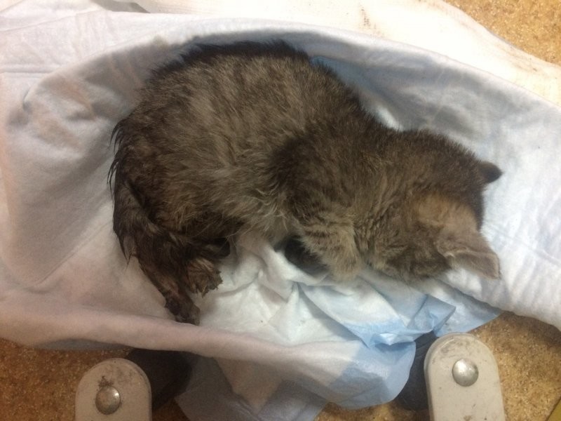 Новосибирец спас замерзшего котенка из-под колес автомобиля