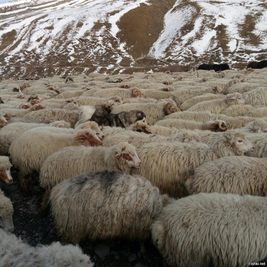 замаскировалась)