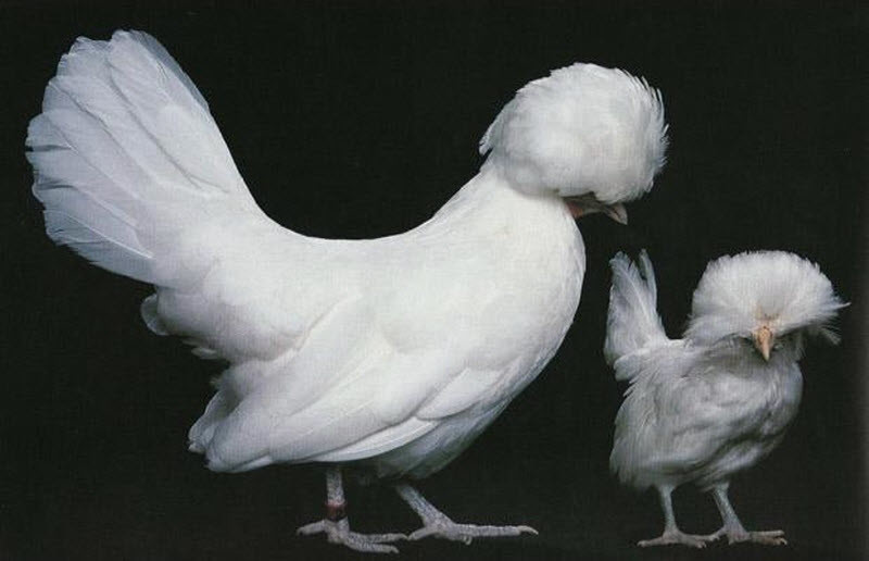 Белая польская курица и цыпленок