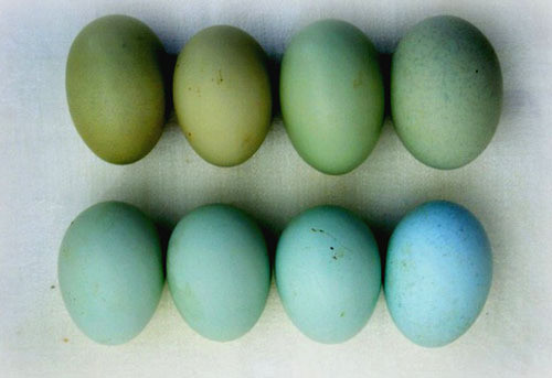 Арауканы несут зеленые яйца