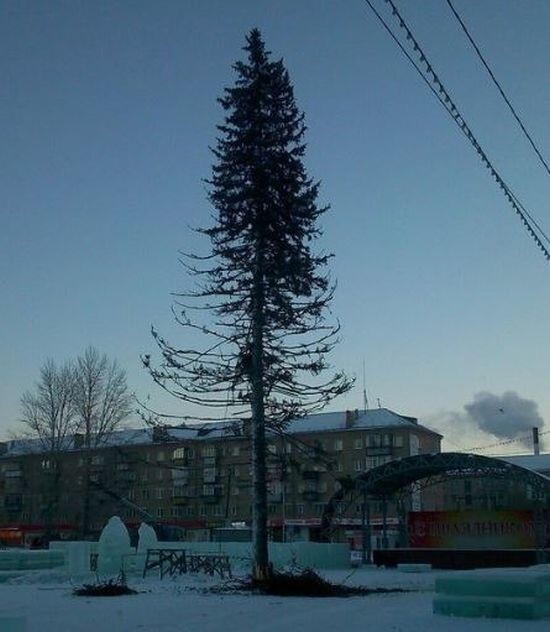 Жителей Копейска возмутила лысая елка на центральной площади города