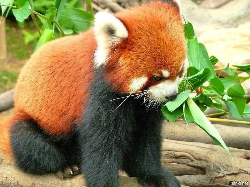 Сердитая красная панда