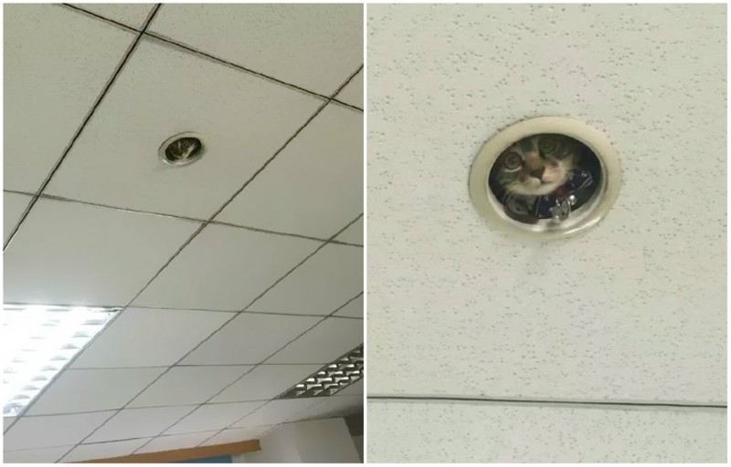 Работники офиса сильно удивились, когда узнали, кто за ними следит вместо камеры