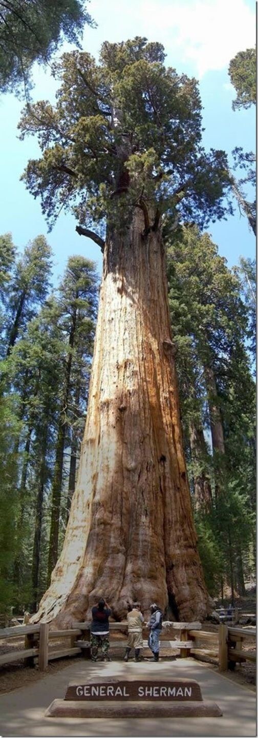   Самые старые деревья на Земле