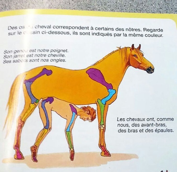 3. В этом учебнике сравнивают кости лошади и человека. Так сказать развивают воображение у детей..