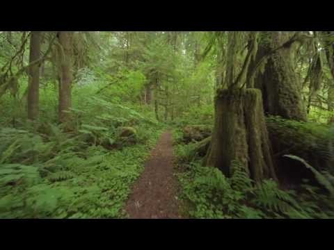 Прогулки по лесу. FUHD 4K 