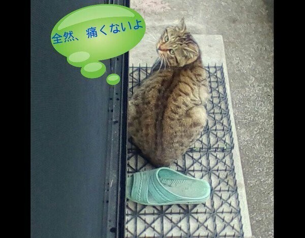 «Коты эволюционируют!» Испуганные японцы теперь не знают, как отпугивать котиков