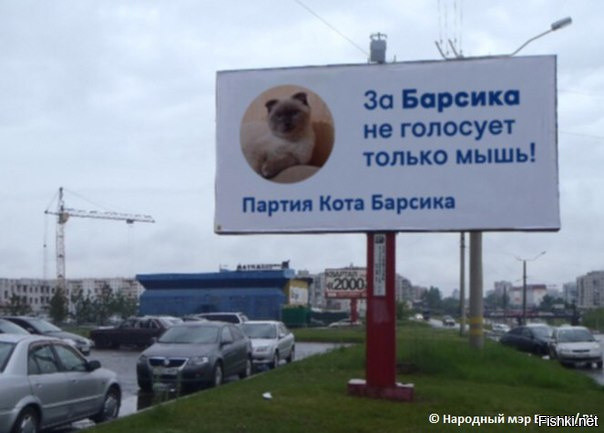Барнаульский кот Барсик намерен баллотироваться в президенты России