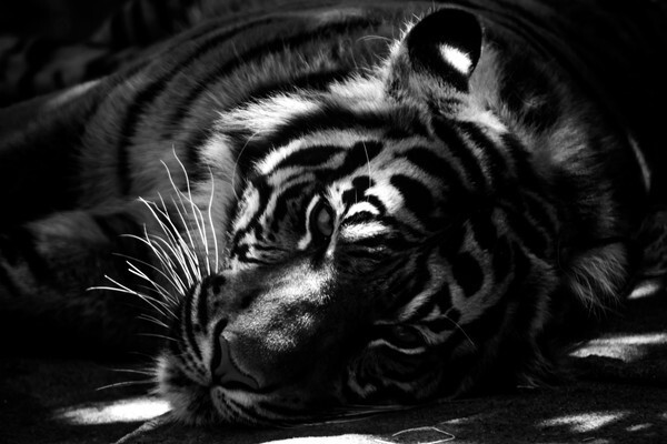  Кошка как символ тигра