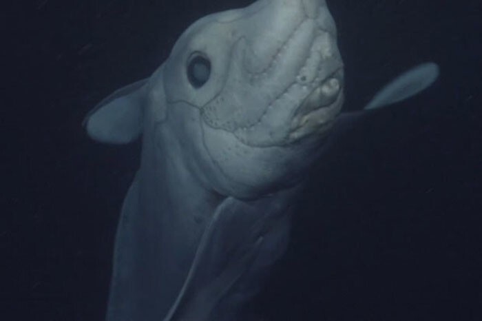 Жуткая древняя акула-призрак впервые показалась перед камерой!