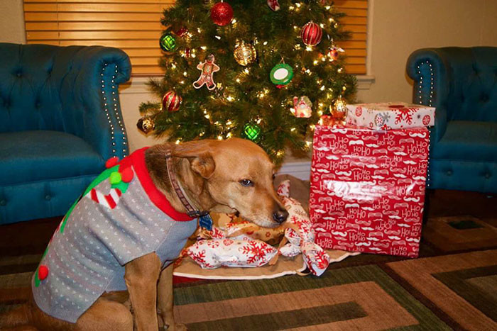 Свитер с новогодним орнаментом - не лучший подарок для собаки