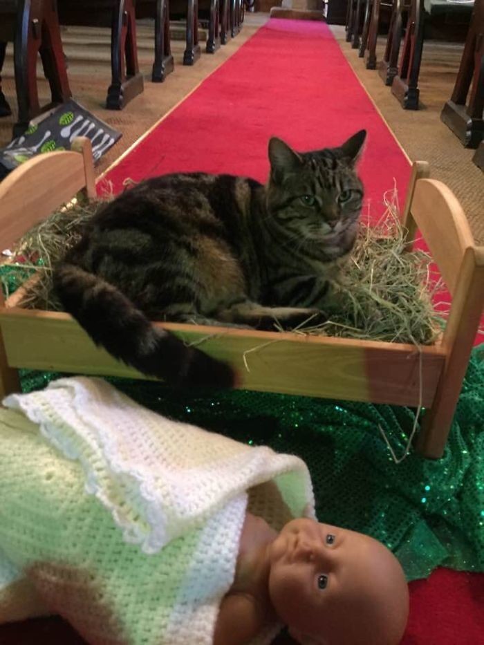 Кошка, живущая при церкви, решила, что мягкая постелька ей нужней, чем младенцу Иисусу