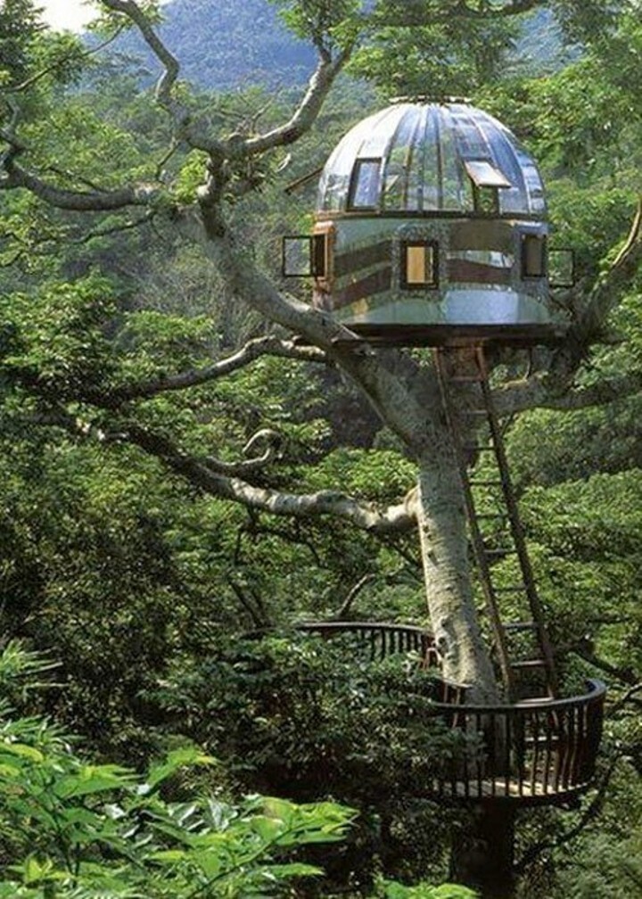 Зеркальный дом на дереве на острове Окинава в Японии   