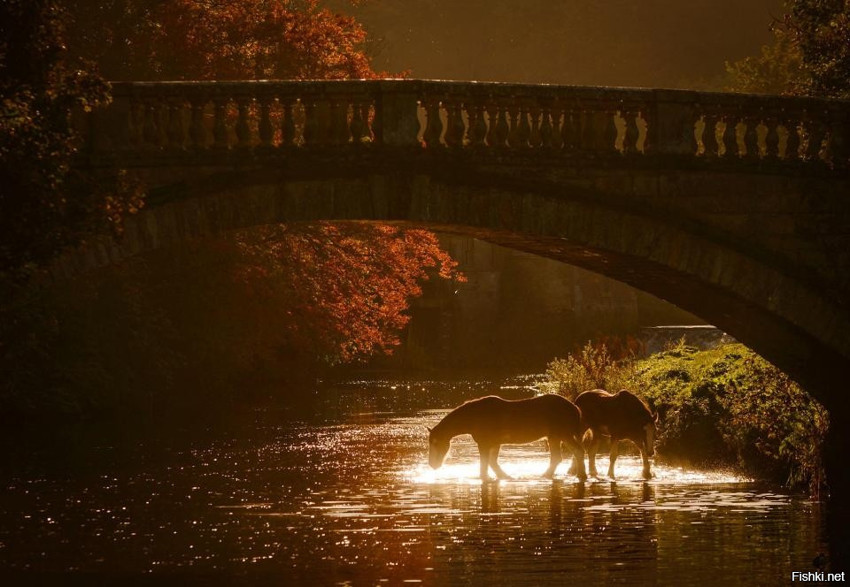 Клейдесдальские лошади на холодном осеннем утреннем водопое под мостом в заго...