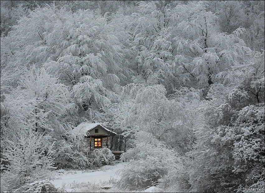 Из солянки от 20.12.2016