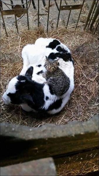Когда кошка подружилась с коровой 