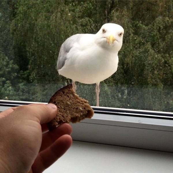 Прилетела за хлебом 