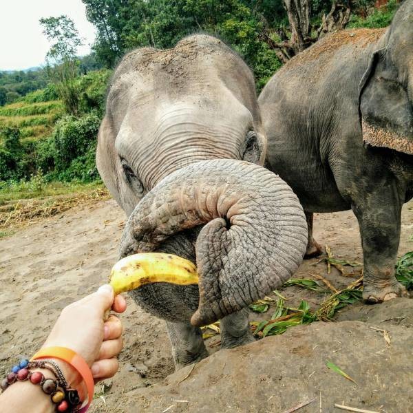 Банан для слона