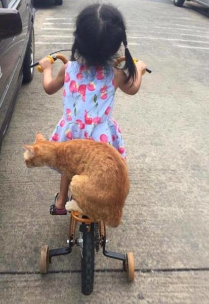 На велосипеде с котом 