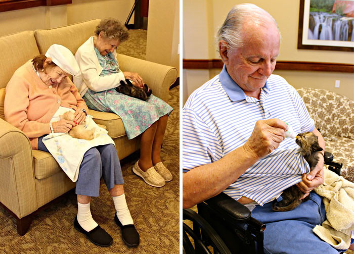 12. Постояльцы дома престарелых помогают приюту выхаживать котят 