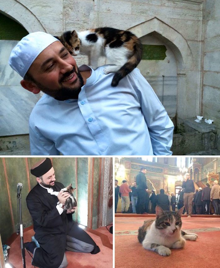 13. Имам пустил бездомных кошек погреться в мечети 