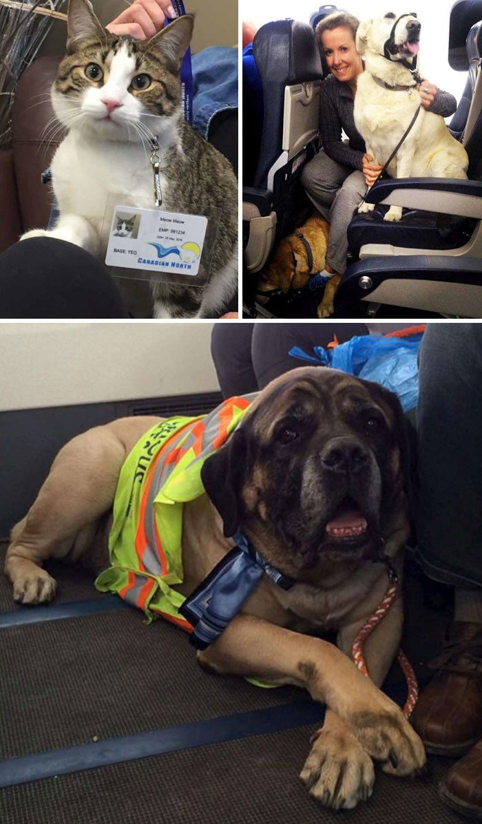28. Авиакомпания разрешила провоз животных в салоне самолета во время лесных пожаров