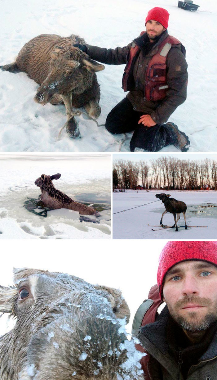 48. Барнаульский рыбак спас лося, провалившегося под лед