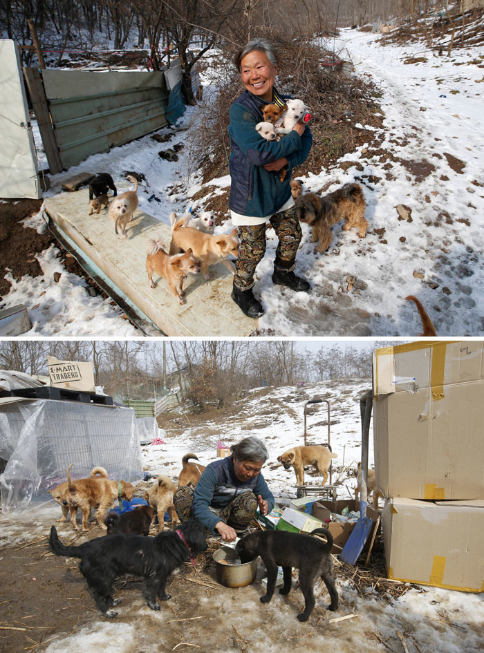 51. Жительница Южной Кореи, спасшая 200 собак 