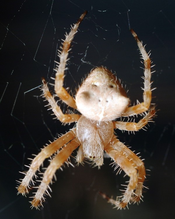 Котомордый паук (лат. Araneus gemmoides)