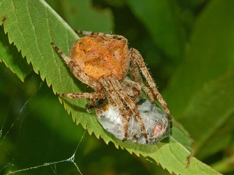 Угловатый крестовик (лат. Araneus angulatus) 
