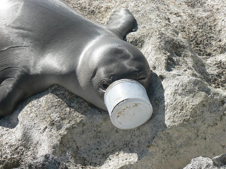 11. Этот тюлень не может освободить свой нос от пластиковой банки