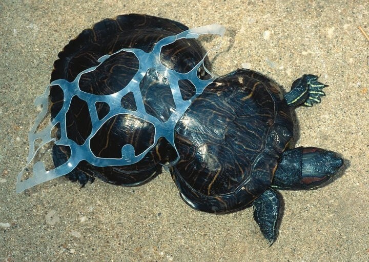 2. И эта черепаха, запутавшаяся в пластиковых отходах…