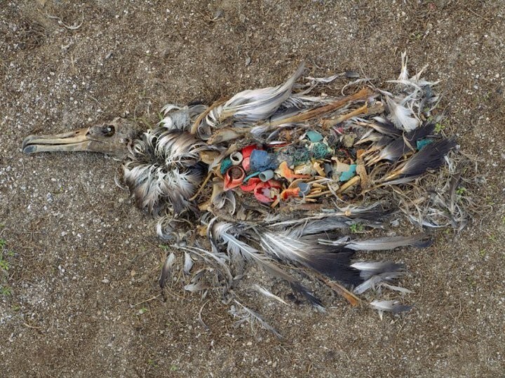 7. Альбатрос, погибший из-за съеденных пластиковых отходов
