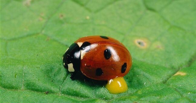 Суперхищники. Coccinellidae