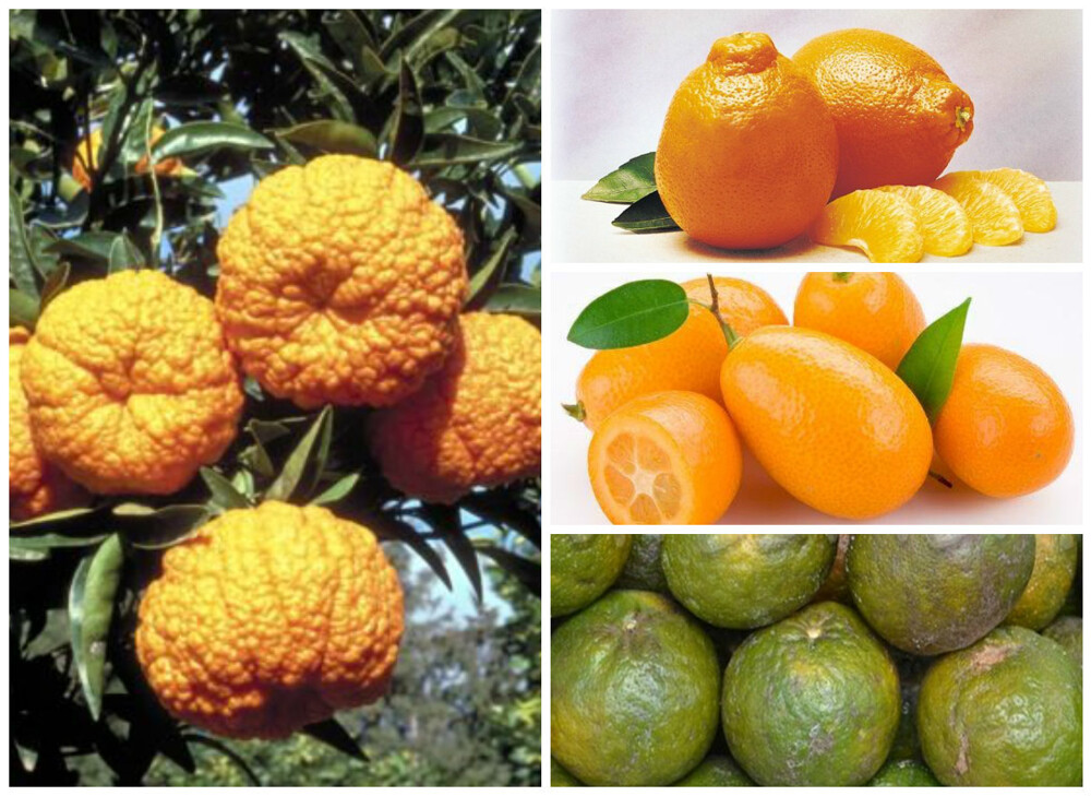 Некоторые сорта мандаринов - Королевский  (слева). Сверху-вниз - Танжерин, Кумкват, Зеленый (филиппинский) мандарин