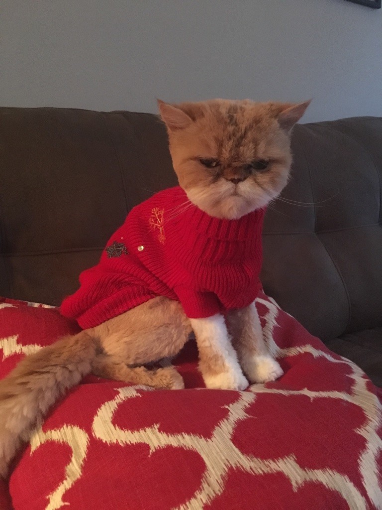 Кот в свитере 