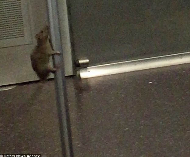 Время вечеринки! Крыса в нью-йоркском метро станцевала танец на шесте на глазах у пассажиров