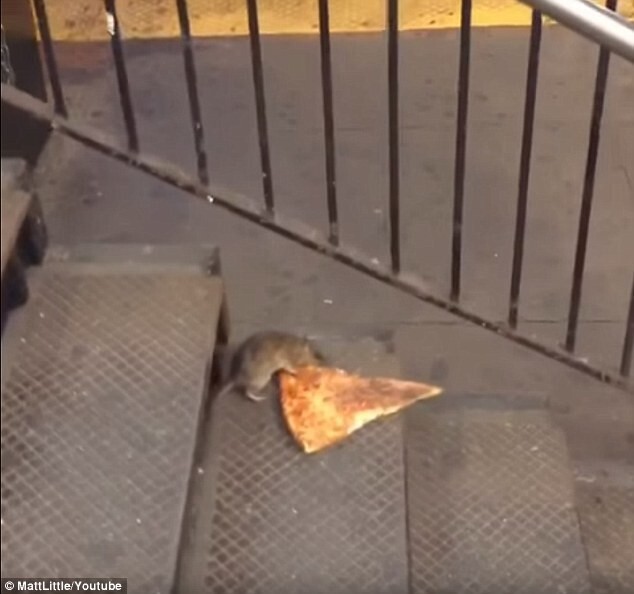 Так выглядела та самая крыса с пиццей!