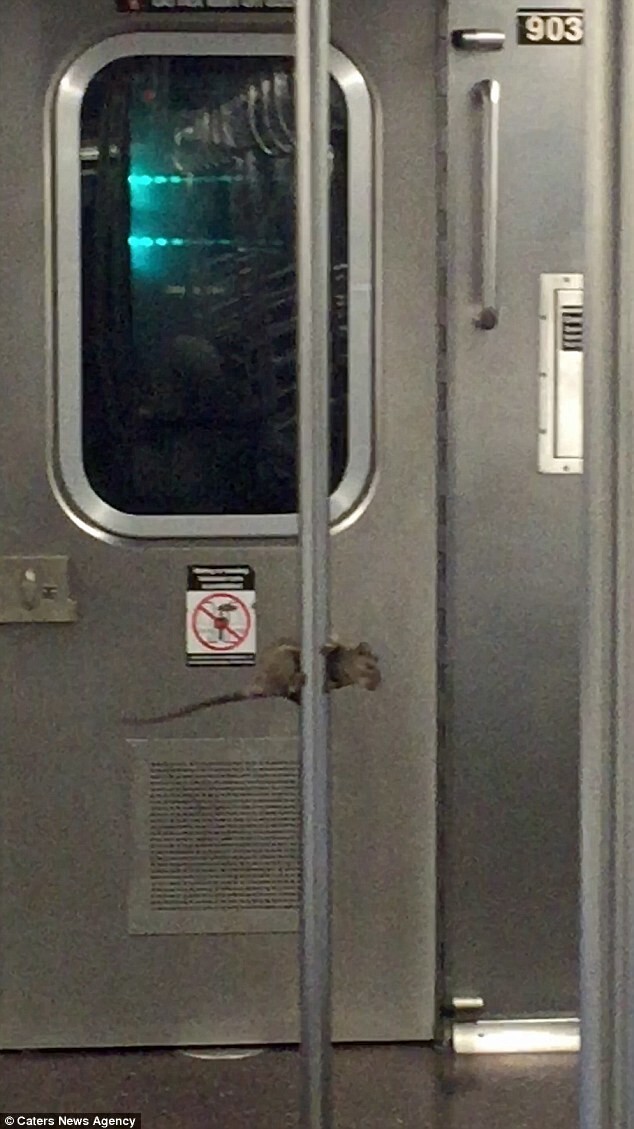 Время вечеринки! Крыса в нью-йоркском метро станцевала танец на шесте на глазах у пассажиров