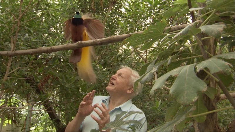 Он просто хотел снять документальный фильм о природе, но птица не хотела сотрудничать 